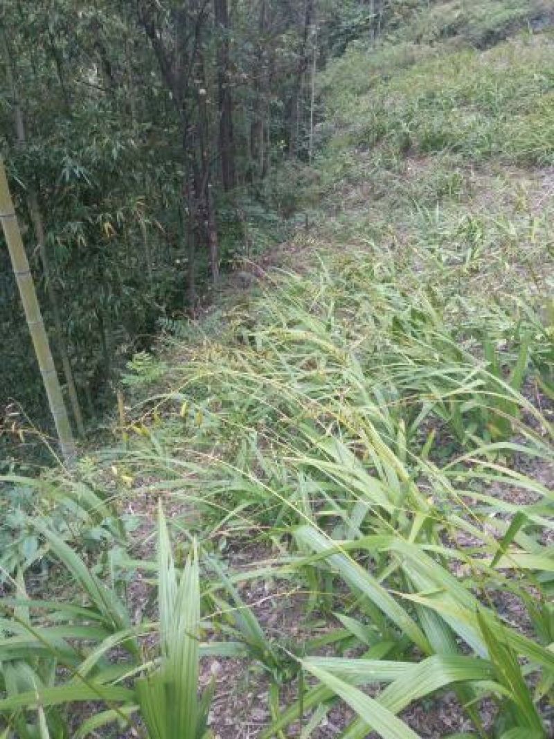 白芨纯野生三叉白芨移栽林下仿野生种植可视采挖