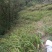 白芨纯野生三叉白芨移栽林下仿野生种植可视采挖