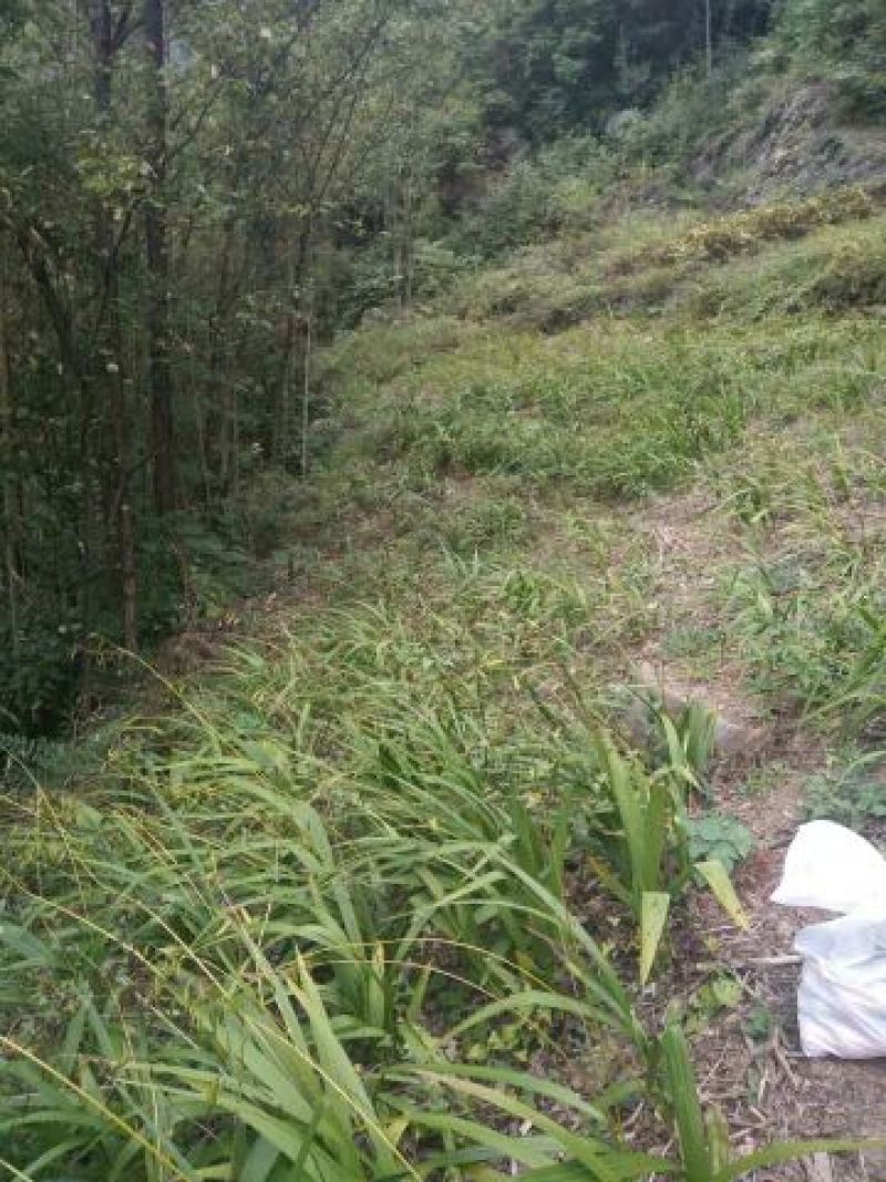 白芨纯野生三叉白芨移栽林下仿野生种植可视采挖
