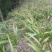 白芨纯野生三叉白芨移栽林下仿野生种植可视采挖