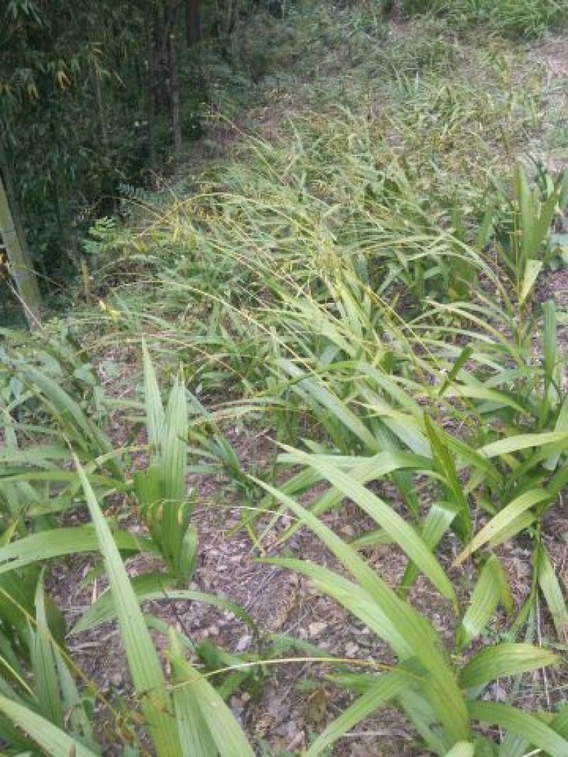 白芨纯野生三叉白芨移栽林下仿野生种植可视采挖