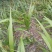 白芨纯野生三叉白芨移栽林下仿野生种植可视采挖