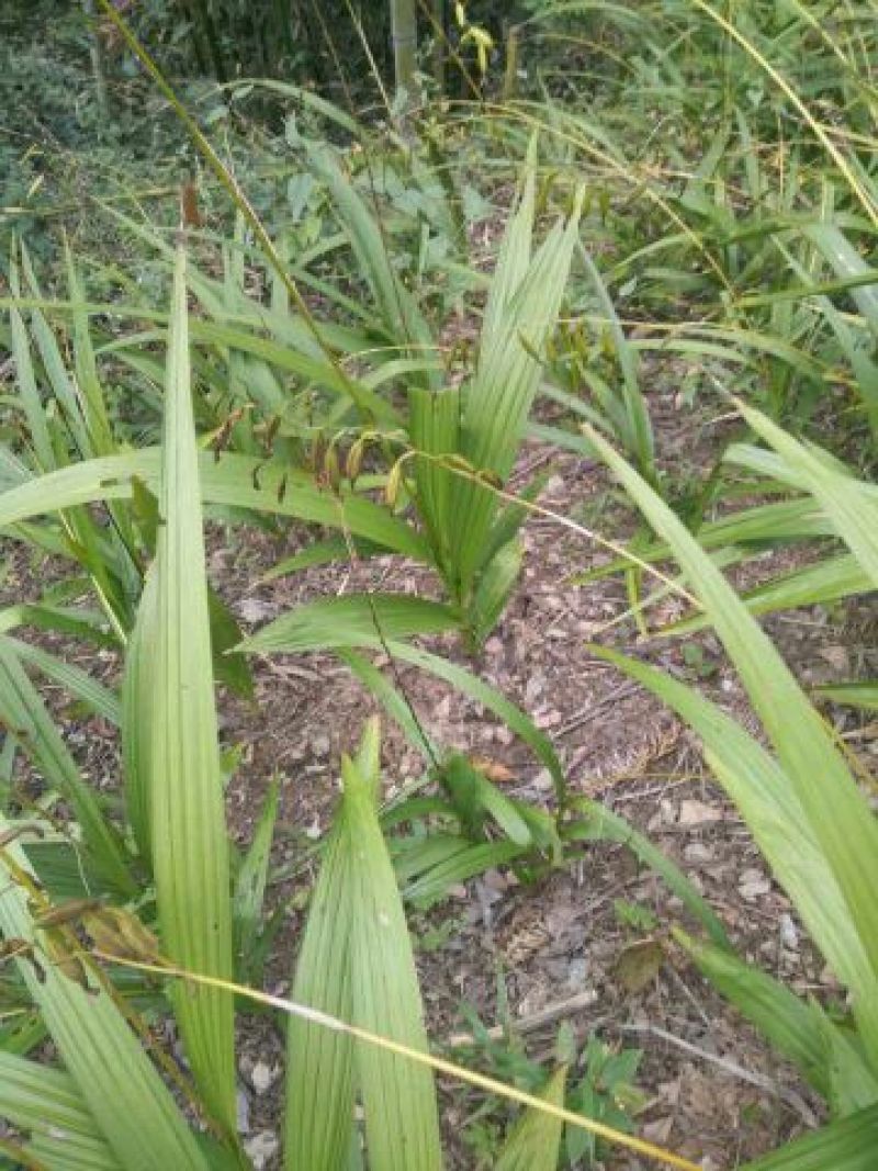 白芨纯野生三叉白芨移栽林下仿野生种植可视采挖