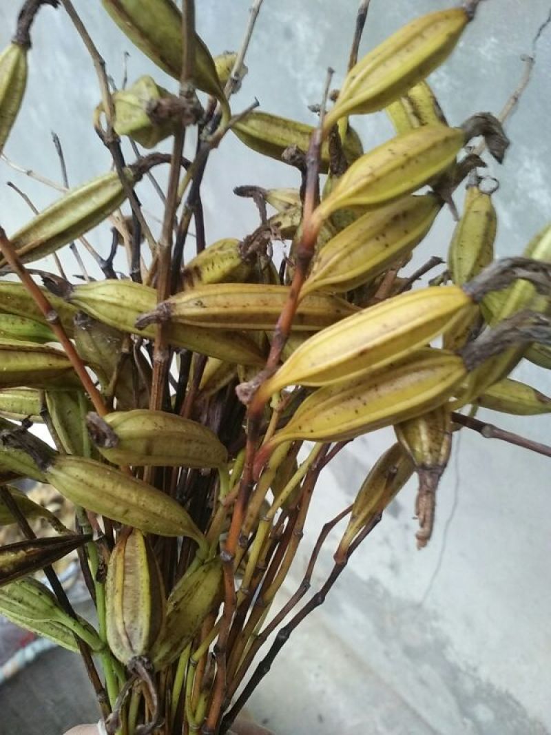 白芨纯野生三叉白芨移栽林下仿野生种植可视采挖