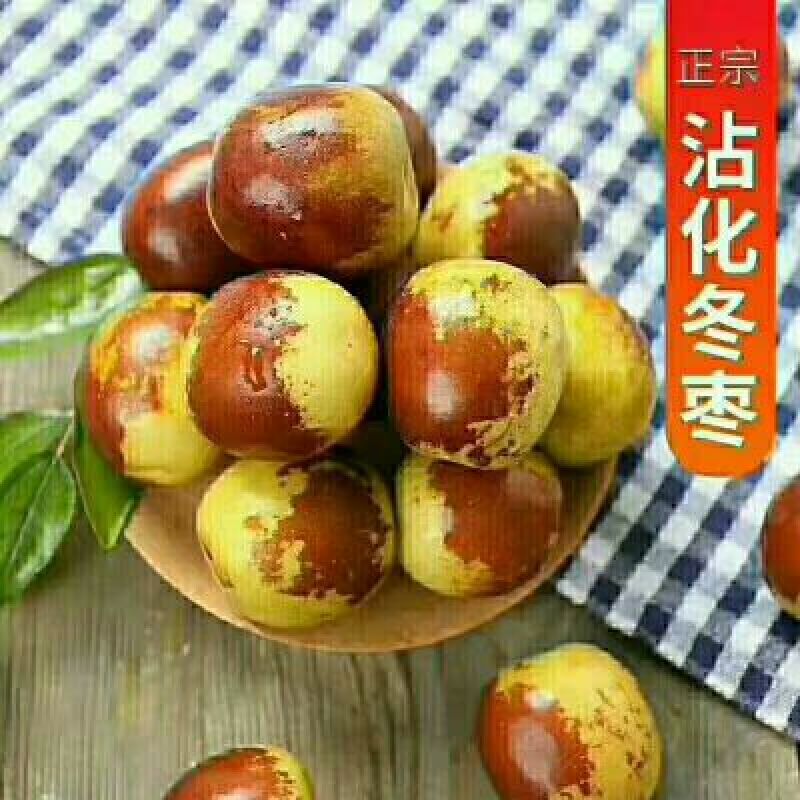 沾化冬枣拐一