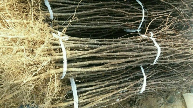 花椒苗0.5~1年免费提供技术材料跟踪服务