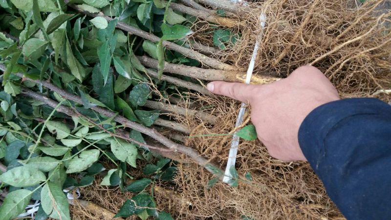 花椒苗0.5~1年免费提供技术材料跟踪服务