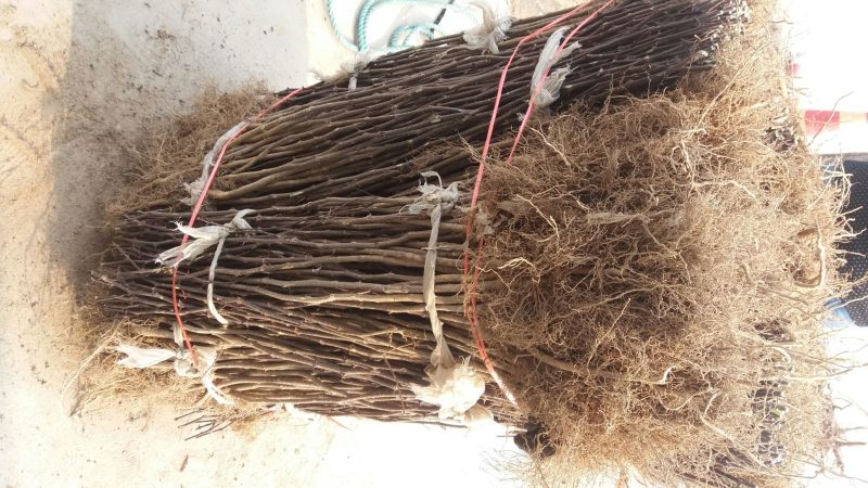 花椒苗0.5~1年免费提供技术材料跟踪服务