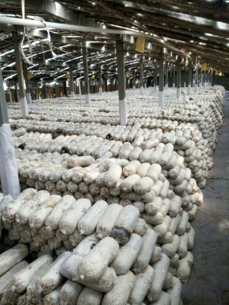 平菇菌棒22*47质优价廉