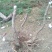 映山红树桩5~10cm