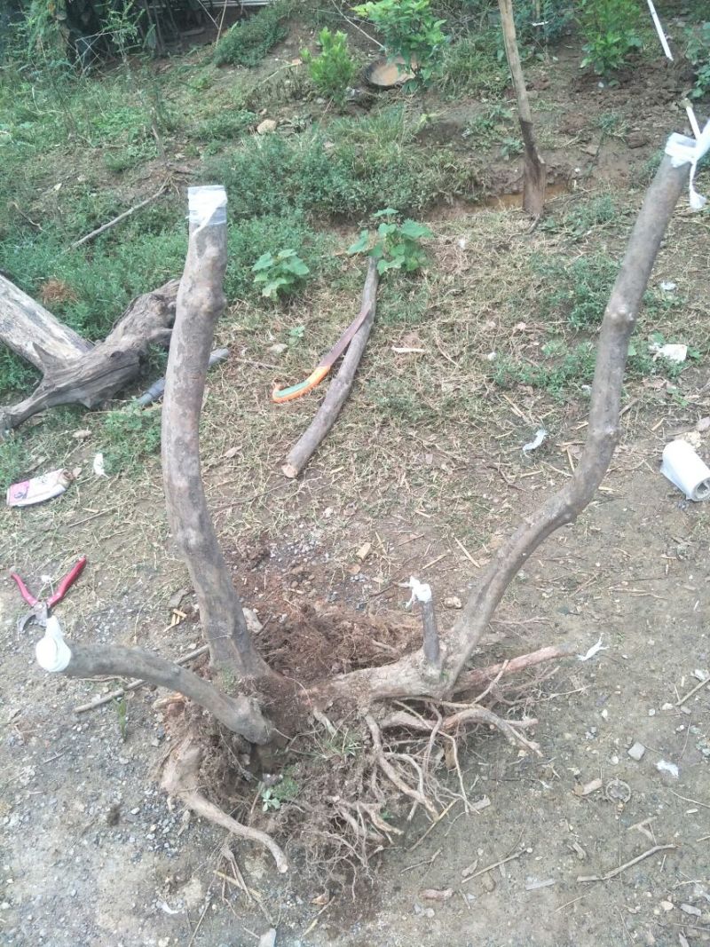 映山红树桩5~10cm