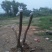映山红树桩5~10cm