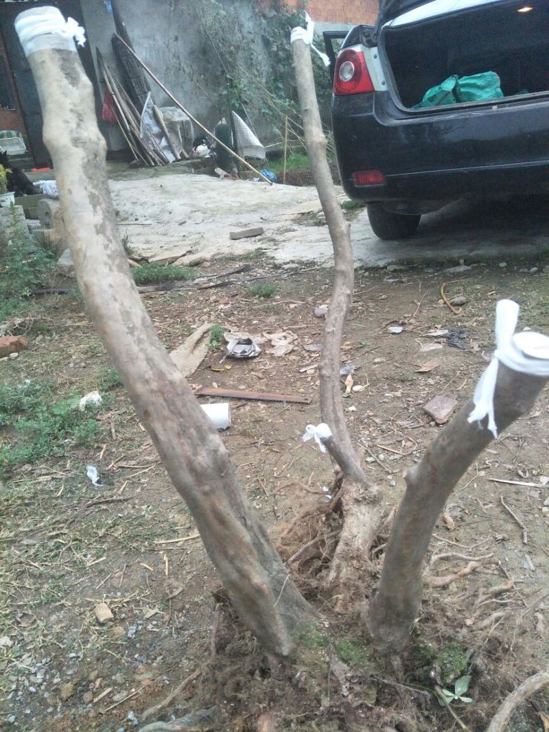 映山红树桩5~10cm
