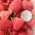 双季红树莓根孽苗根系好一年两次果树莓基地批发价