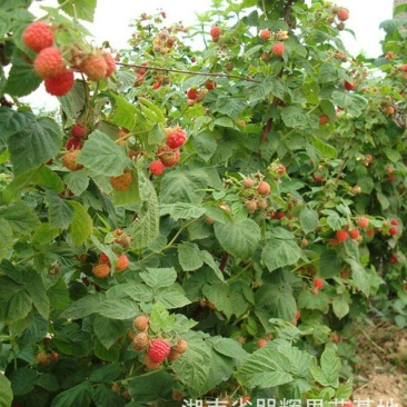 大果新品种红树莓当年结果苗