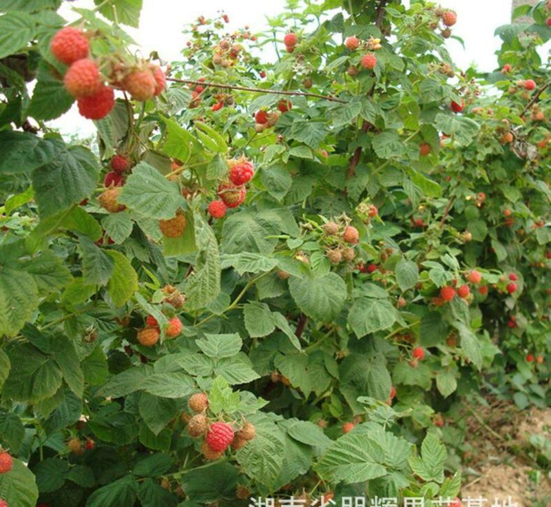 双季红树莓根孽苗根系好一年两次果树莓基地批发价