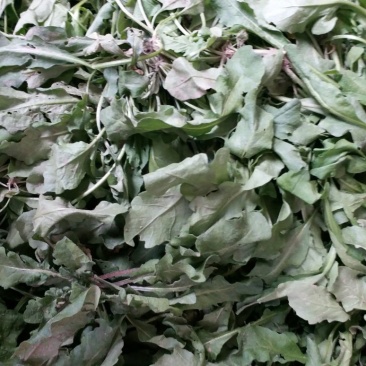 荠菜10cm以上