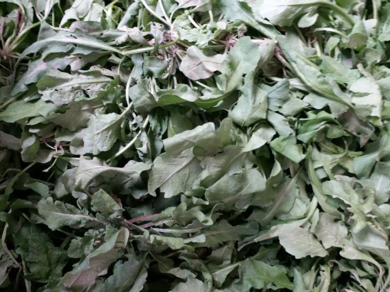 荠菜10cm以上