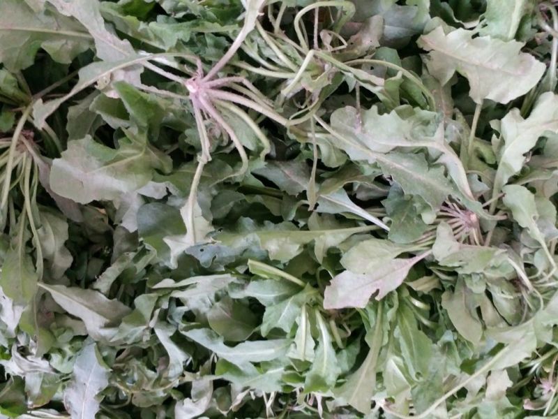 荠菜10cm以上