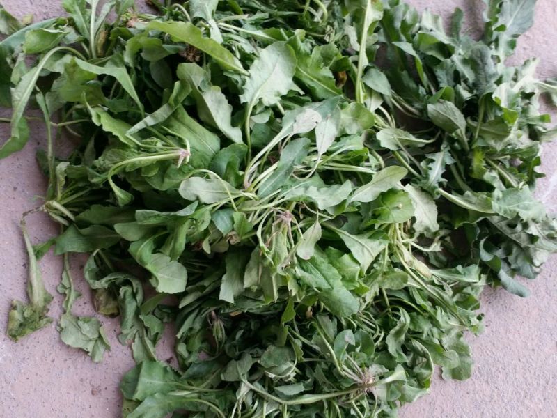 荠菜10cm以上
