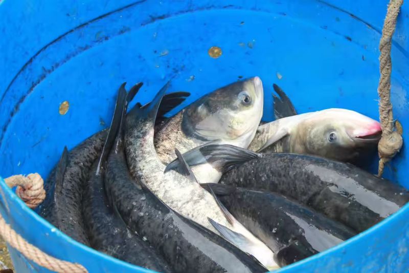 鳙鱼活鱼