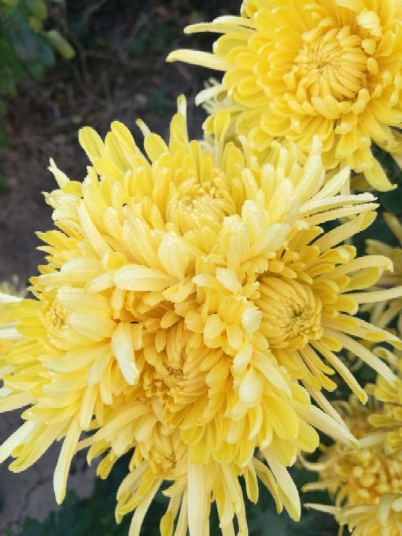 菊花茶一级