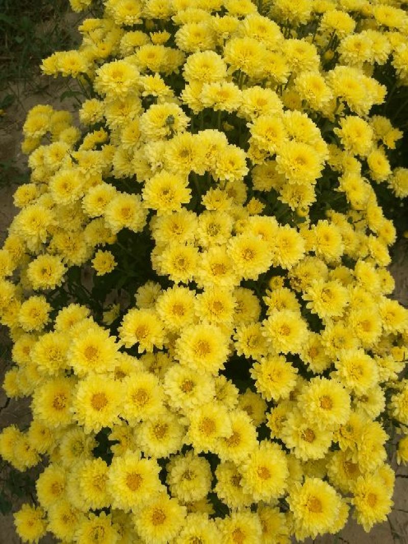 菊花茶一级
