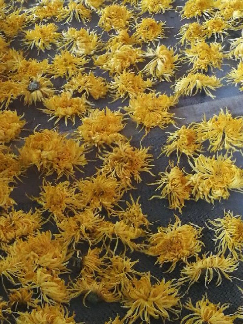 菊花茶一级