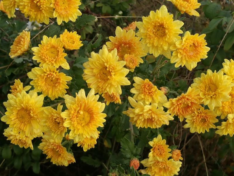 菊花茶一级