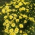 菊花茶一级