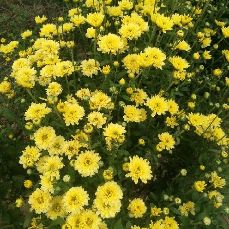 菊花茶一级