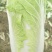 大白菜4~6斤毛菜