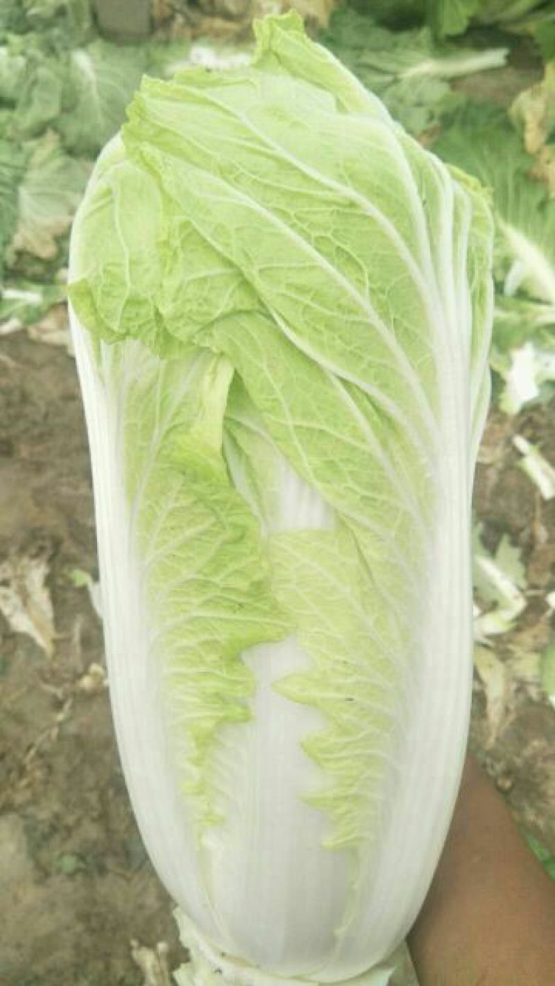 大白菜4~6斤毛菜