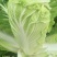 大白菜4~6斤毛菜