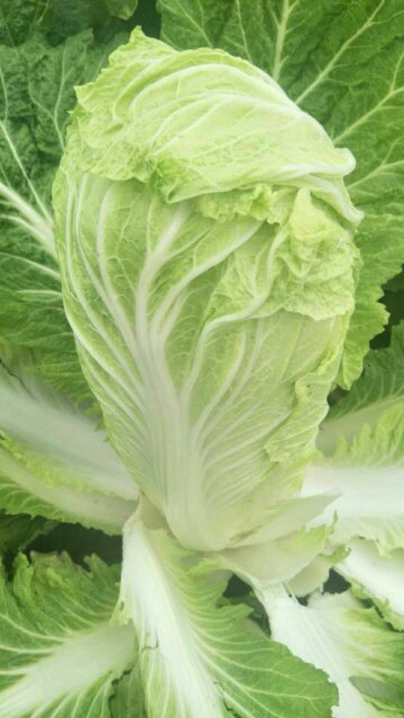 大白菜4~6斤毛菜