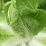 大白菜4~6斤毛菜