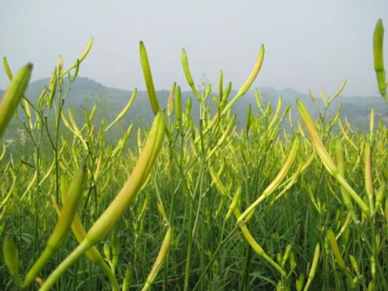 黄花菜种苗10cm以下