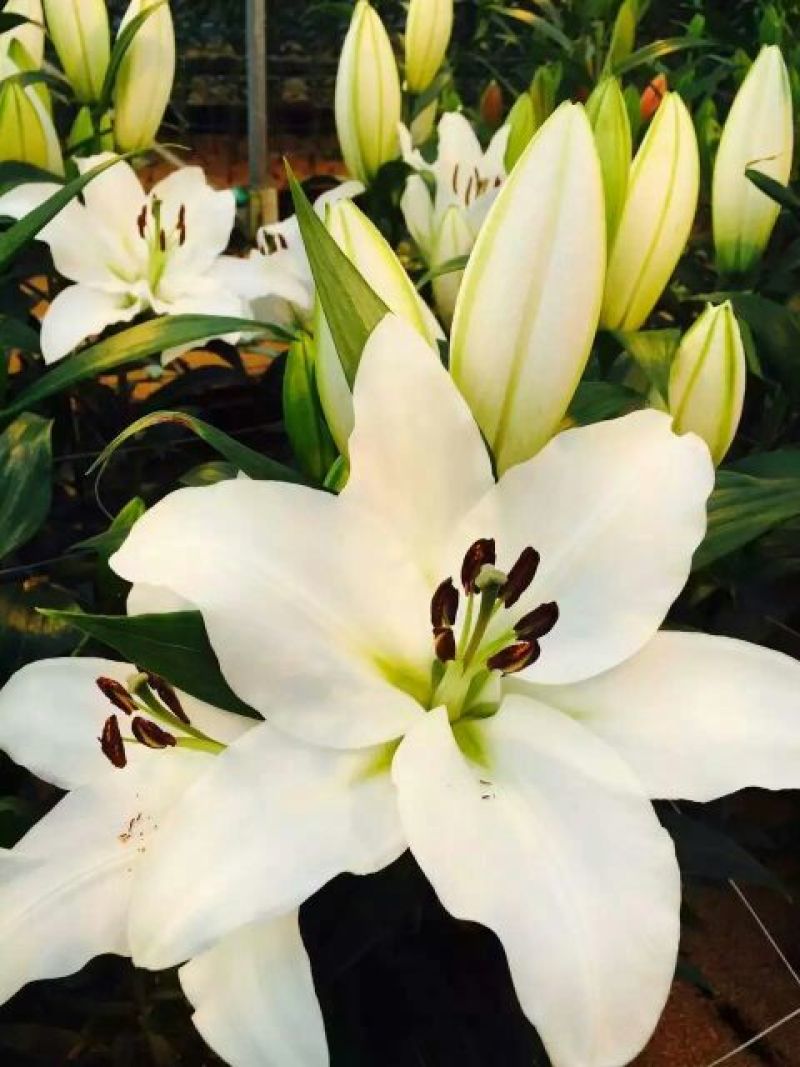百合种球
