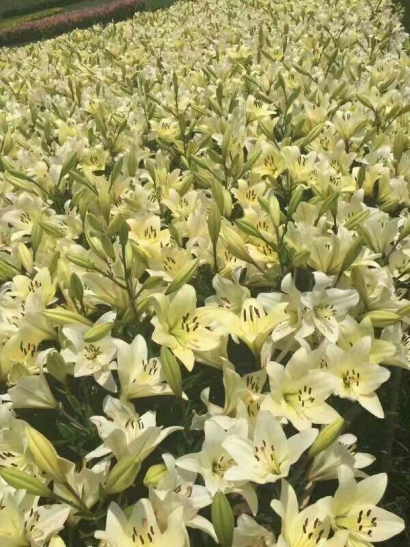 百合种球