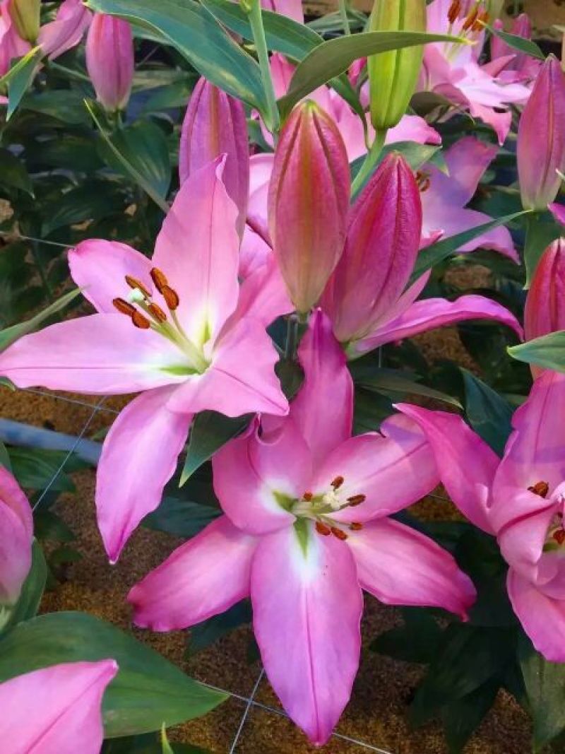 百合种球