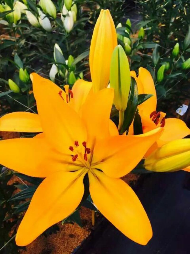 百合种球