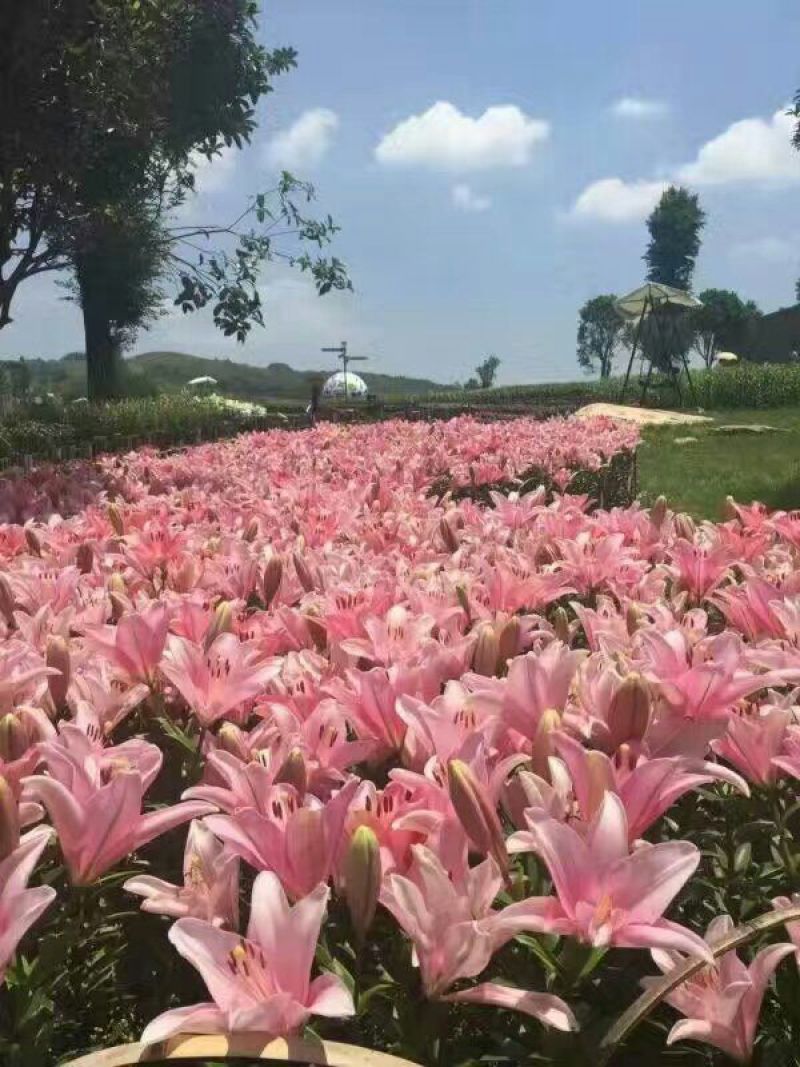 百合种球
