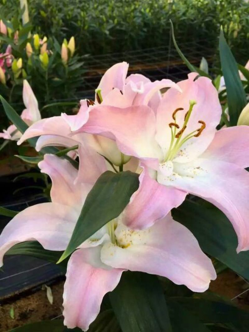 百合种球