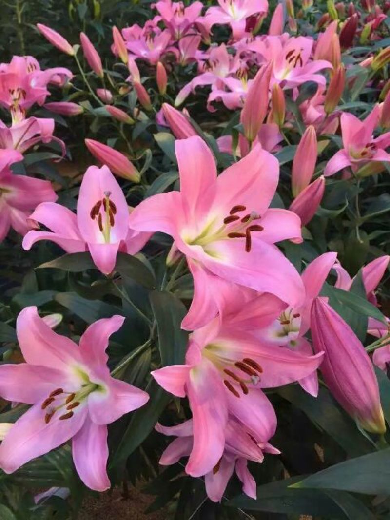 百合种球