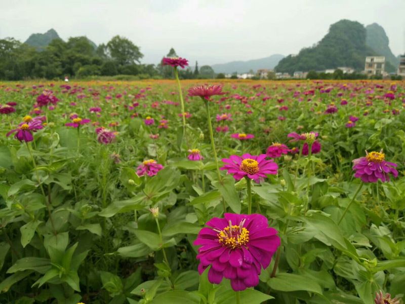 百日草种子