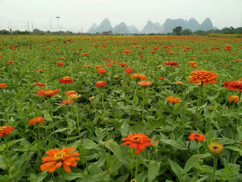 百日草种子