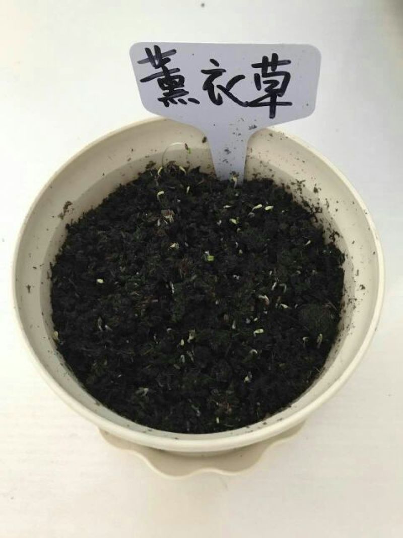 薰衣草种子