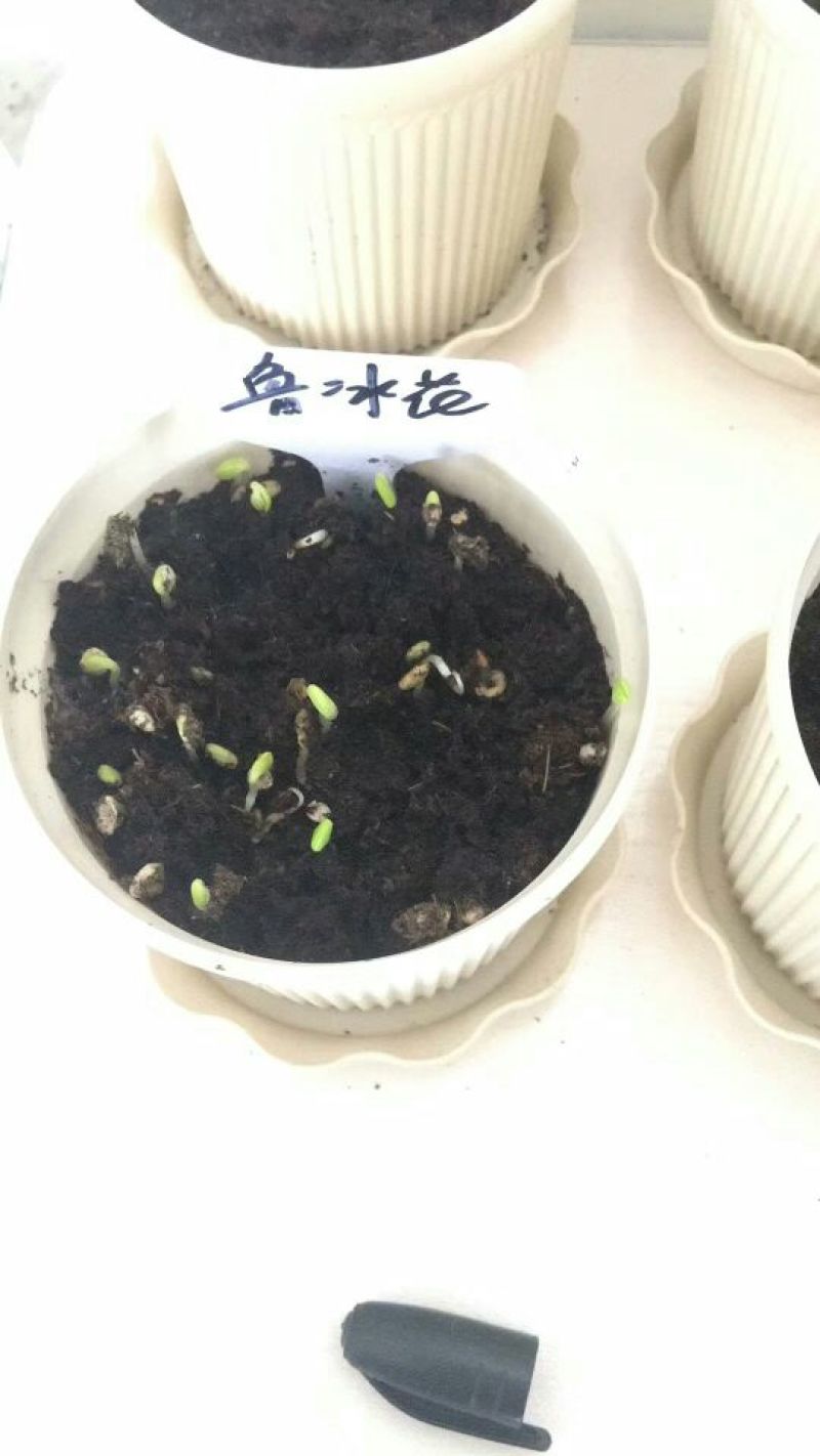 羽扇豆种子多年生鲁冰花种子