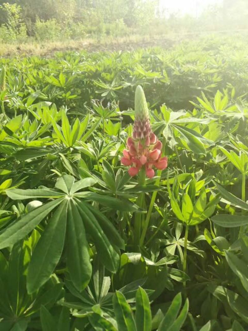 羽扇豆种子多年生鲁冰花种子