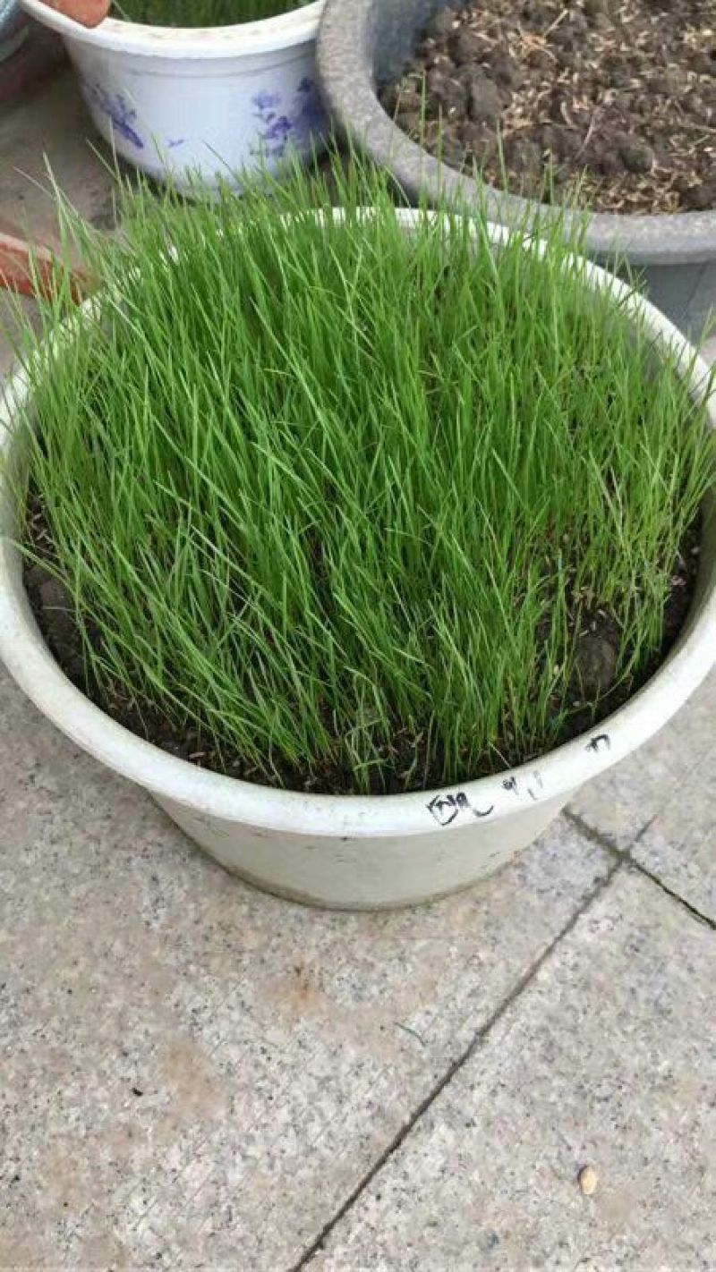 草籽